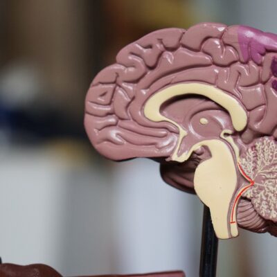 A plastic anatomical brain model appears against a blurred classroom backdrop